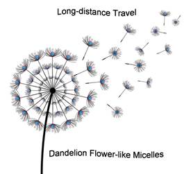 说明: 说明: F:\工作\加油,yyc\project 8 PGY\1. Data and Figures\1. TOC\Small.tif